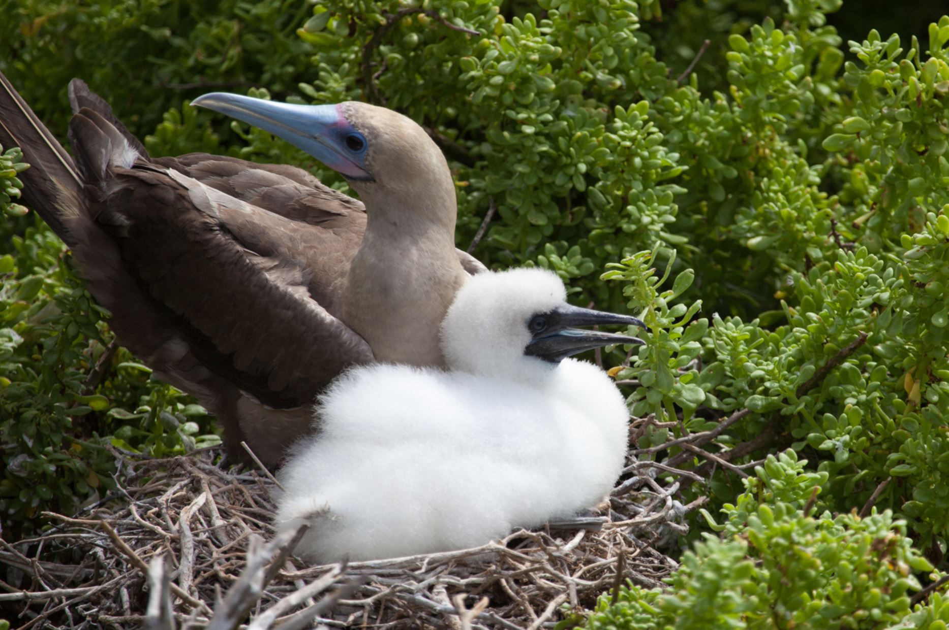 red-footed-booby-galapagos-cruises